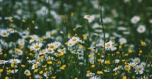 5 Best Movies of Romance to Get You Read for Spring