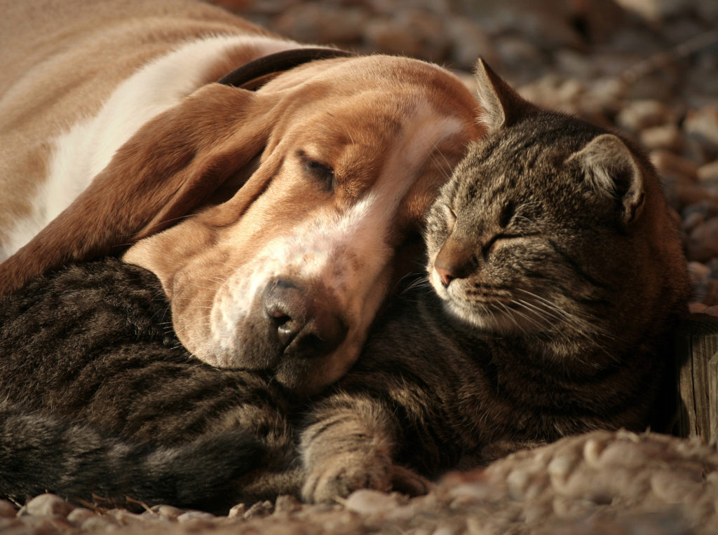 What to Consider Before Adopting Animals
