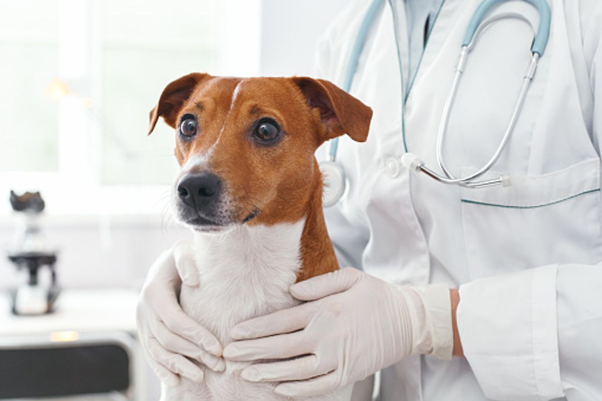 Flea and tick treatment for dogs