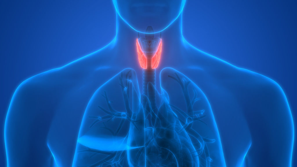 What Is the Treatment for Hashimoto’s Disease?