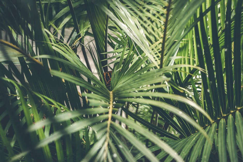 What Is Bactericide for Plants? A Guide