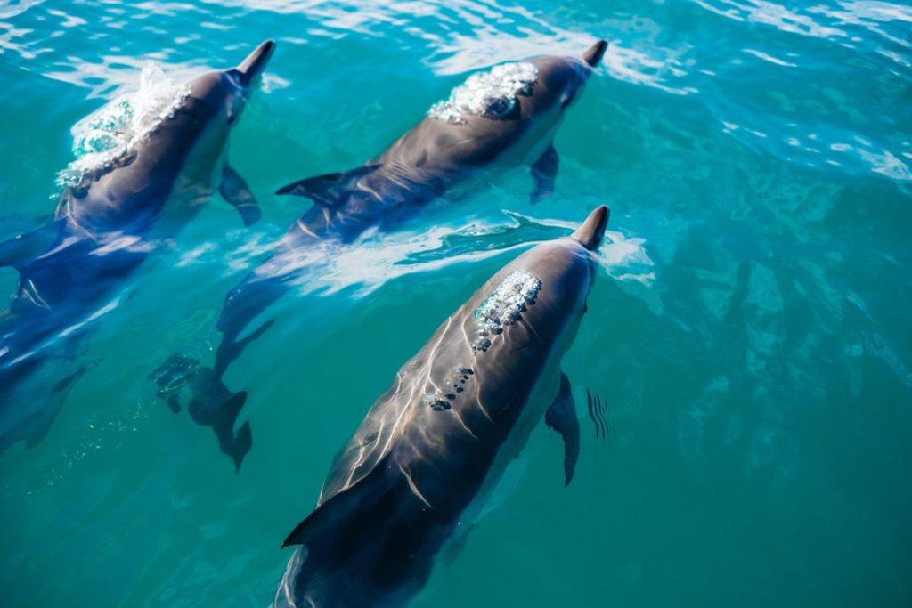 8 Amazing Dolphin Facts You Didn’t Know You Needed to Hear