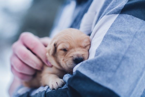 How Can Emotional Support Animals