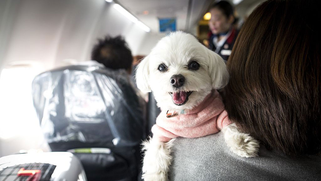 How Can Emotional Support Animals