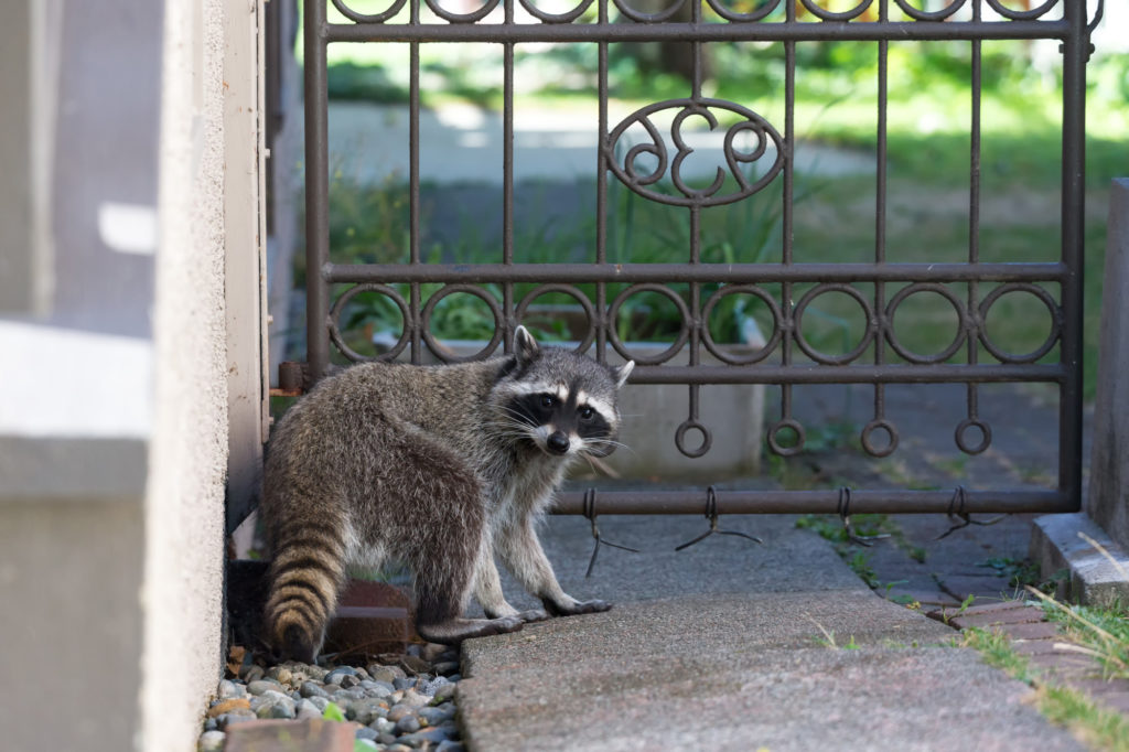 5 Tips for Dealing with Nuisance Wildlife