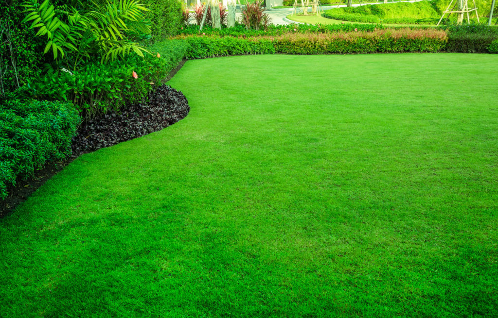 How to Get a Green Lawn: 5 Easy Tips