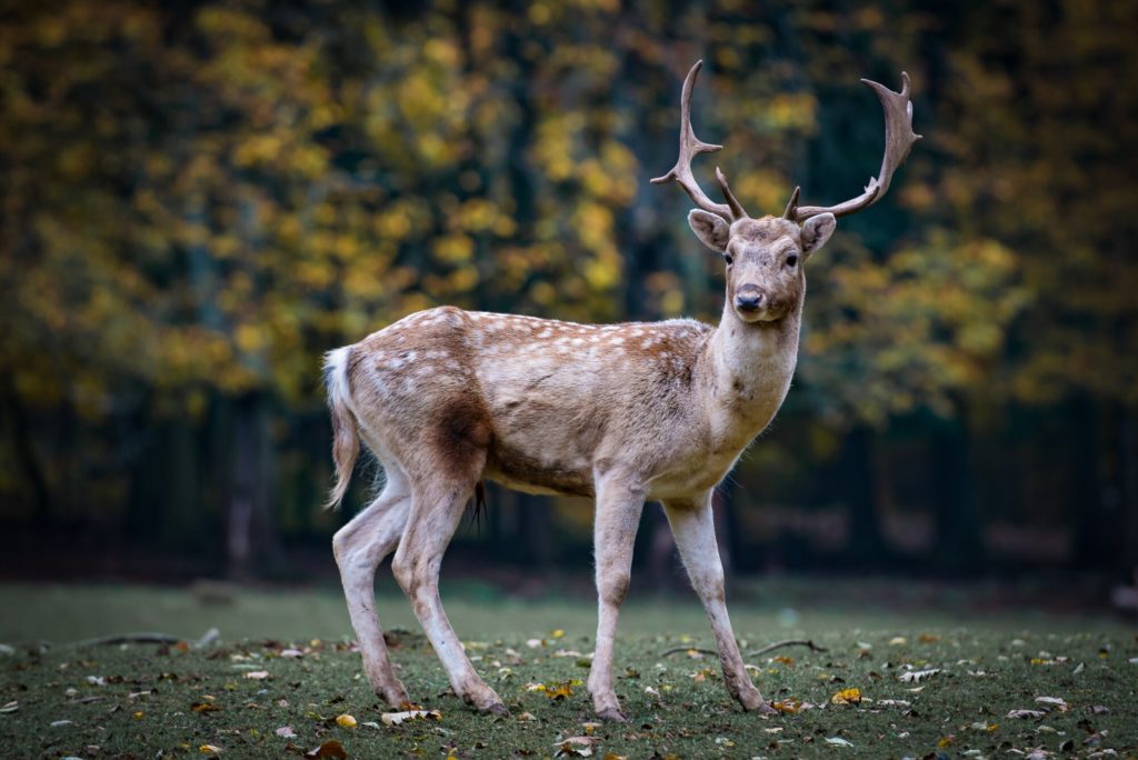 What is Deer Antler Velvet? A Supplement Every Athlete Should Know