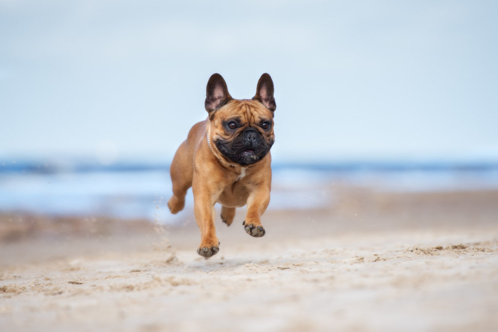 French Bulldog Temperament: What You Need to Know