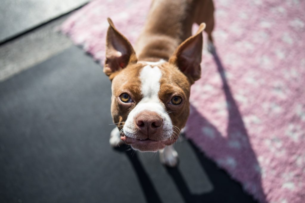 Something to Bark About: 5 Reasons to Take Your Pup to Doggy Day Care