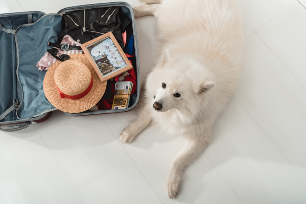 Ready to Take a Dog Vacation With Fido? Here’s How to Get Started