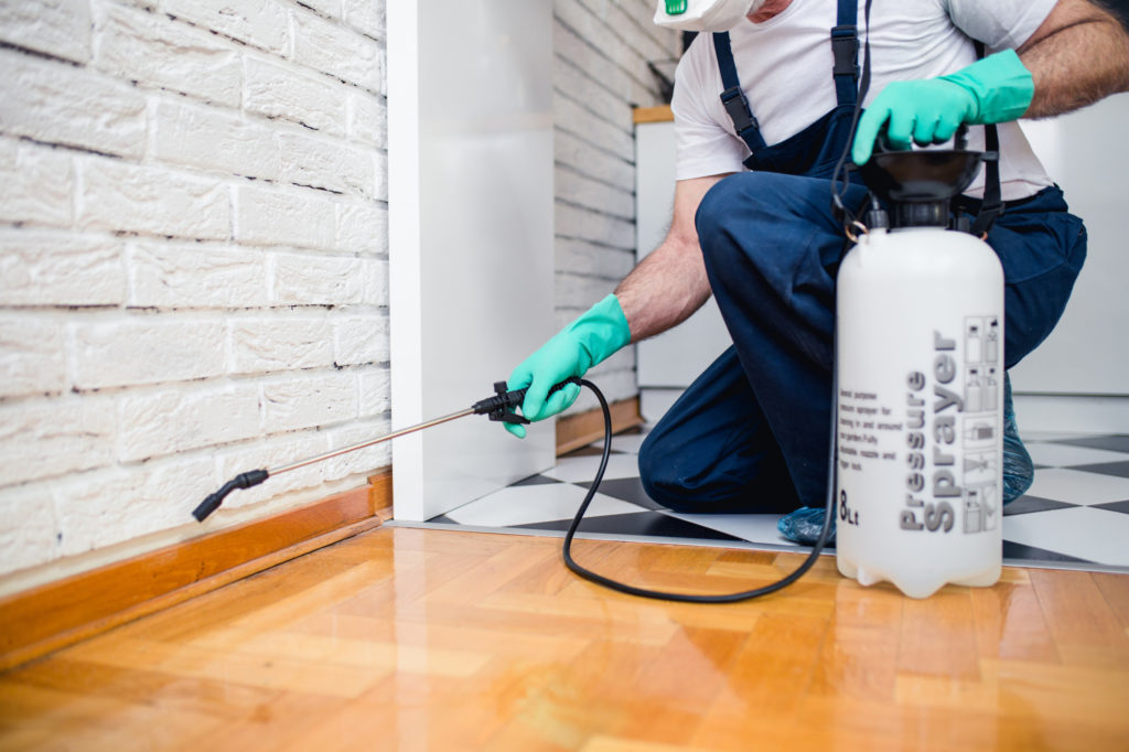 How Much Is Pest Control, and What Services Are There?