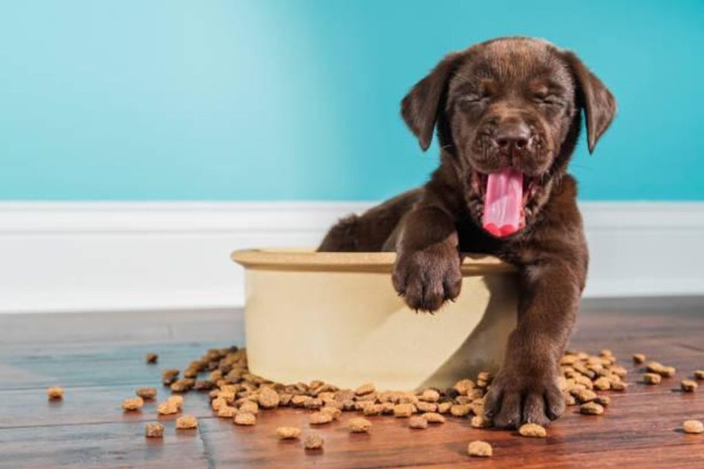 CBD Edibles And Their Positive Effects On Pets