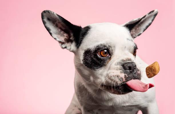 Dog catching a biscuit. French bulldog trying to catch a dog biscuit thrown to her by her owner. Close-up portrait, photographed against a pale pink background, horizontal format with some copy space. dog treats stock pictures, royalty-free photos & images