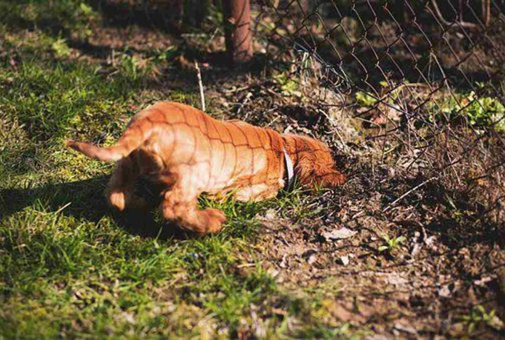 The best way to Stop a Dog From Excavating – Solutions To All Widespread Causes Of Digging