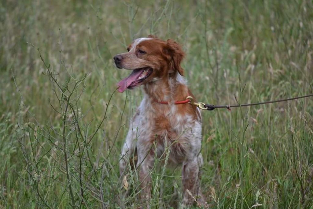 Tips on how to Train a Dog