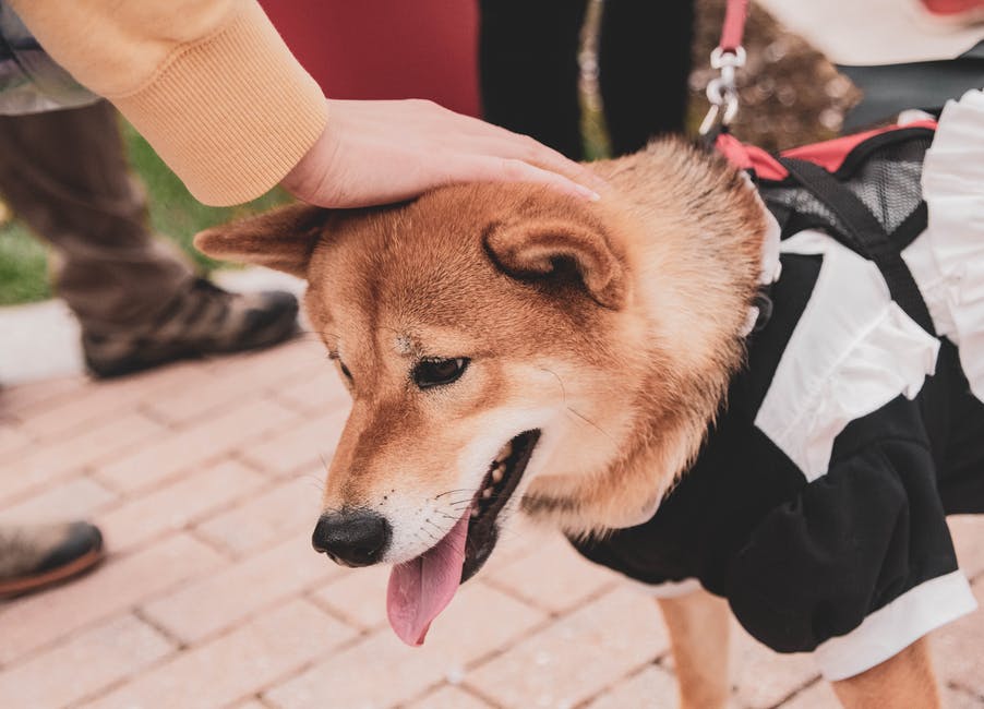 How a Therapy Dog Can Improve Mental Health