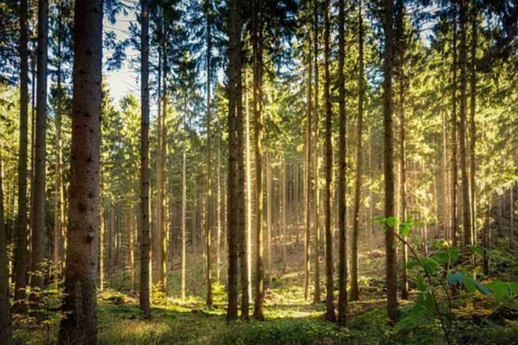 What is the Tyndall Effect?