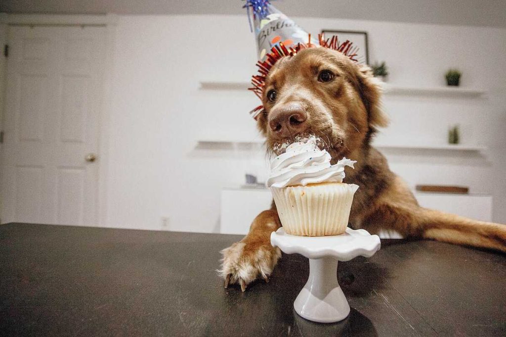 Six Ways to Celebrate Your Pet’s Birthday
