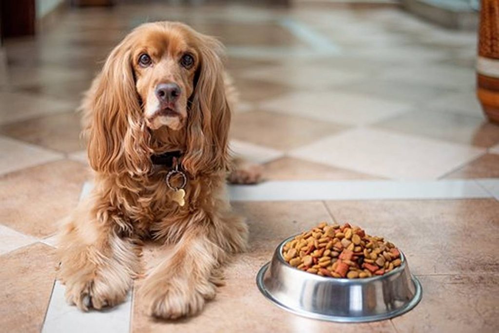 Picking out Dog Food For Your Dog