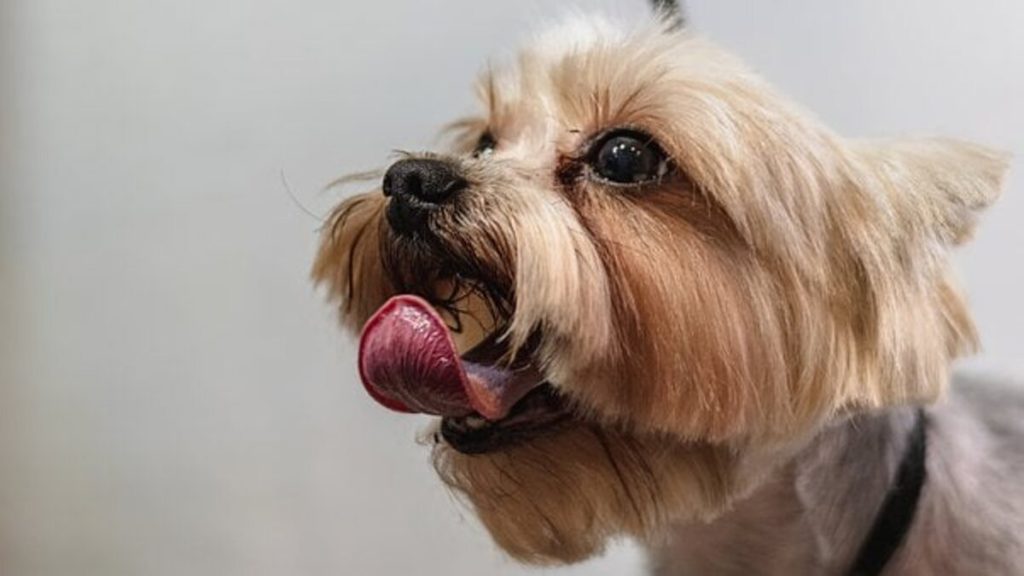 Efficient Dog Grooming Tips