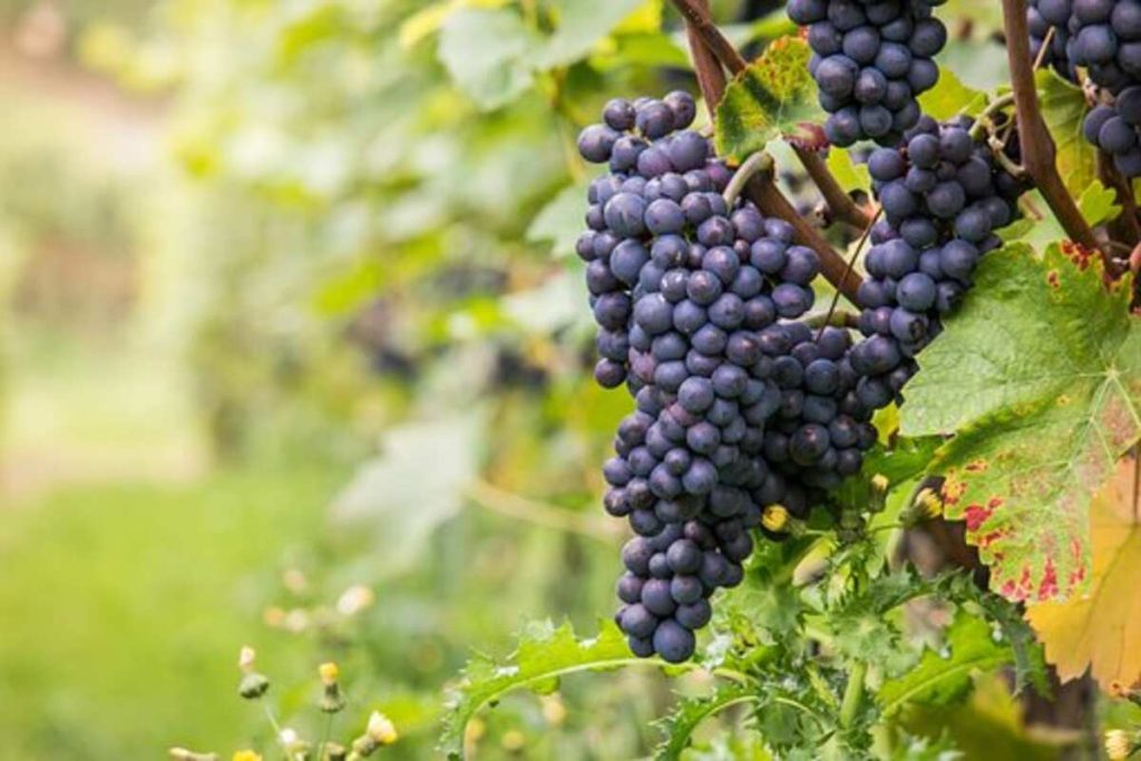 The Environmental Impact of Winemaking