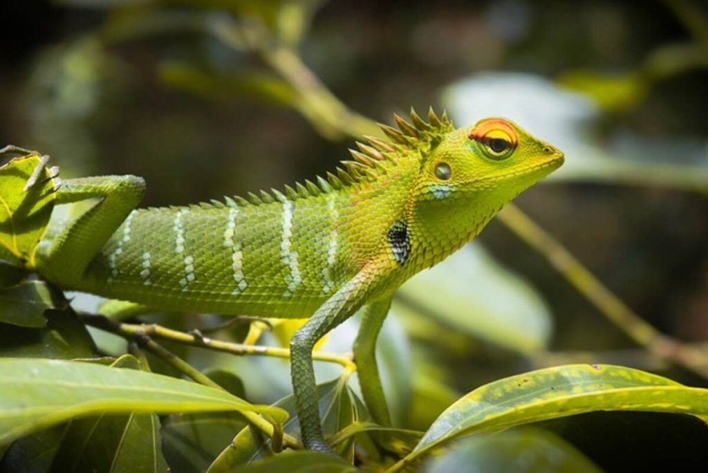 Chameleon Animal Facts