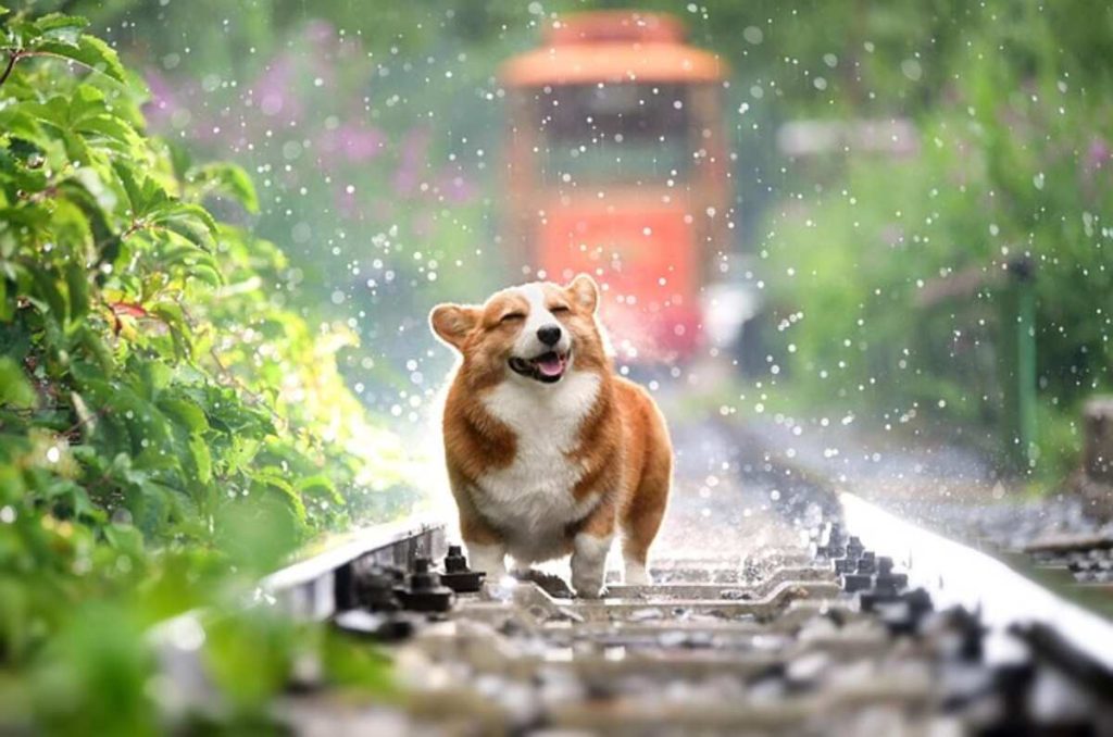 How Much Does Dog Insurance Cost?