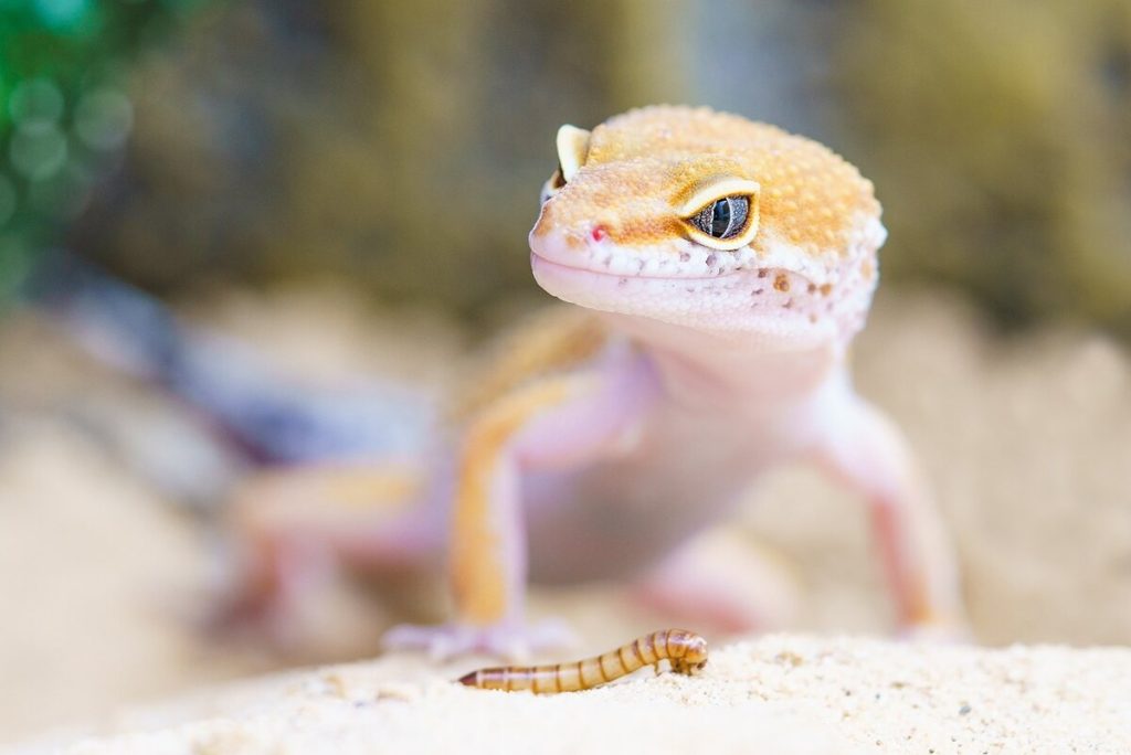 Satanic Leaf-Tailed Gecko Facts and Diet