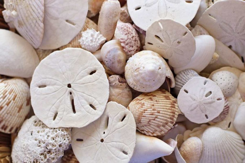 Sand Dollar Lifestyles