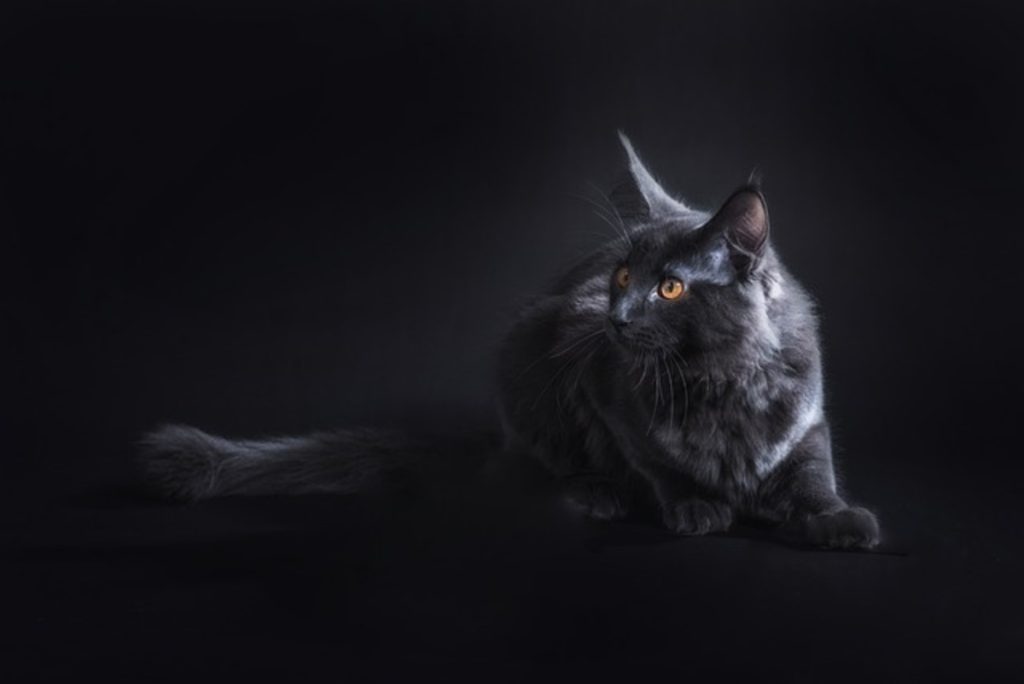How Much Are Maine Coon Cats Really Worth?
