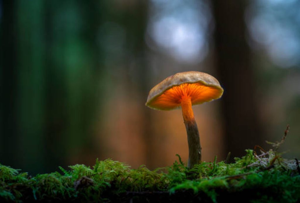 The Most Powerful Holistic Mushrooms