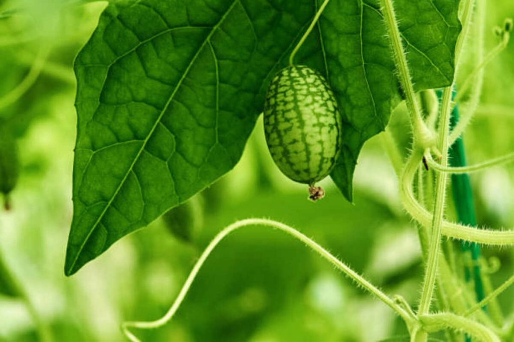 Kuska Plant: Unveiling the Green