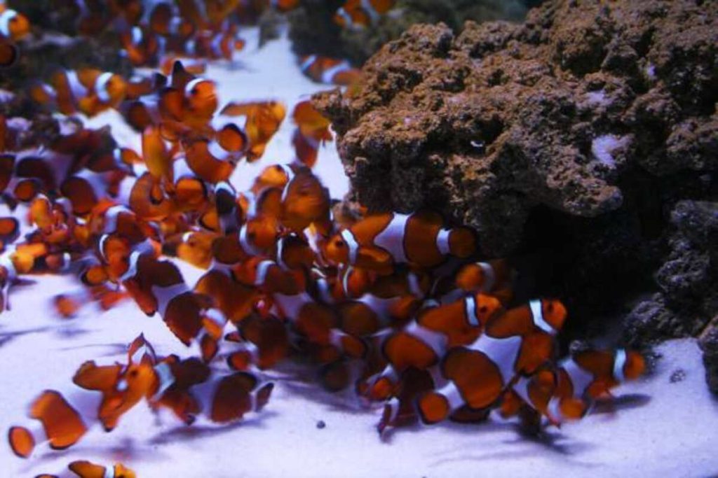 Darla Sherman – Finding Nemo Cosplay