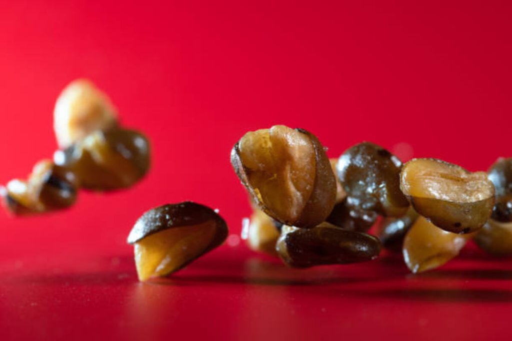 Mexican Jumping Beans: Nature’s Curious Marvel