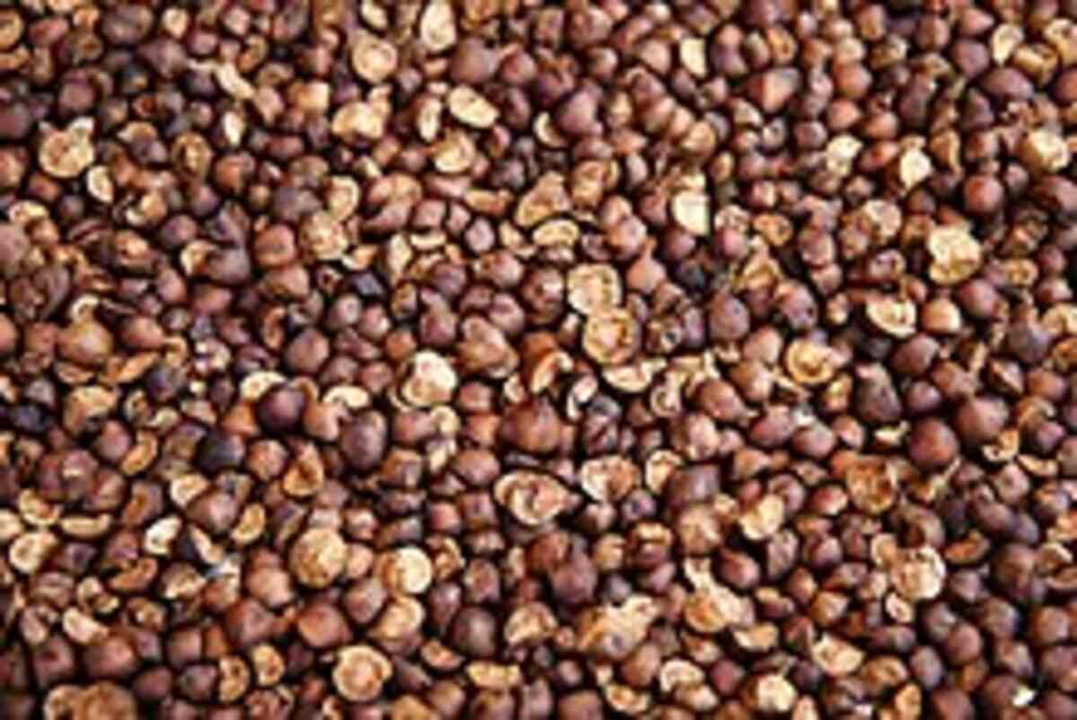 mexican jumping beans