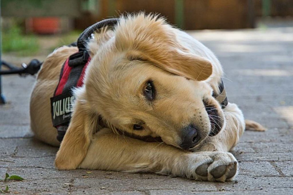 Choosing a Halloween Dog Harness