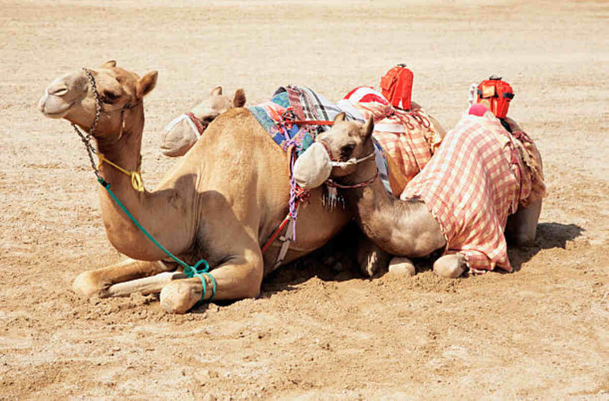 The Story of How the Camel Got His Hump