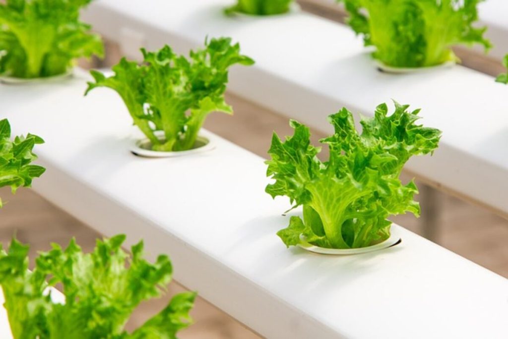 Top Hydroponics Kits – How to Grow Delicious Vegetables and Herbs Without Soil
