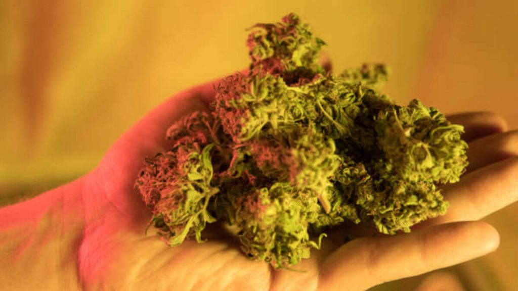 Unleash the Power of High THCa Hemp Flower: Nature’s Therapeutic Embrace