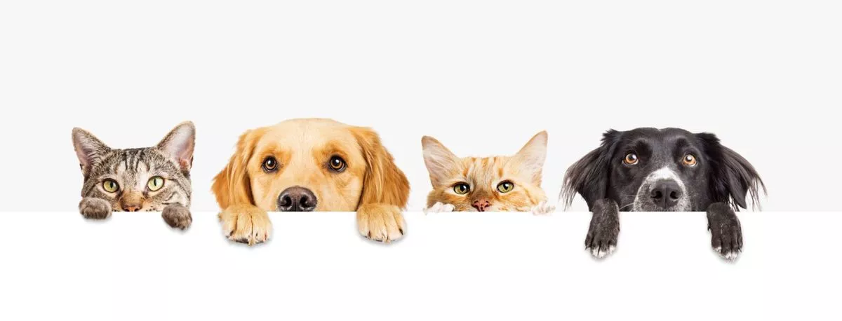 Americans are adopting pets