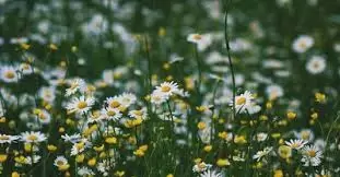 5 Best Movies of Romance to Get You Read for Spring