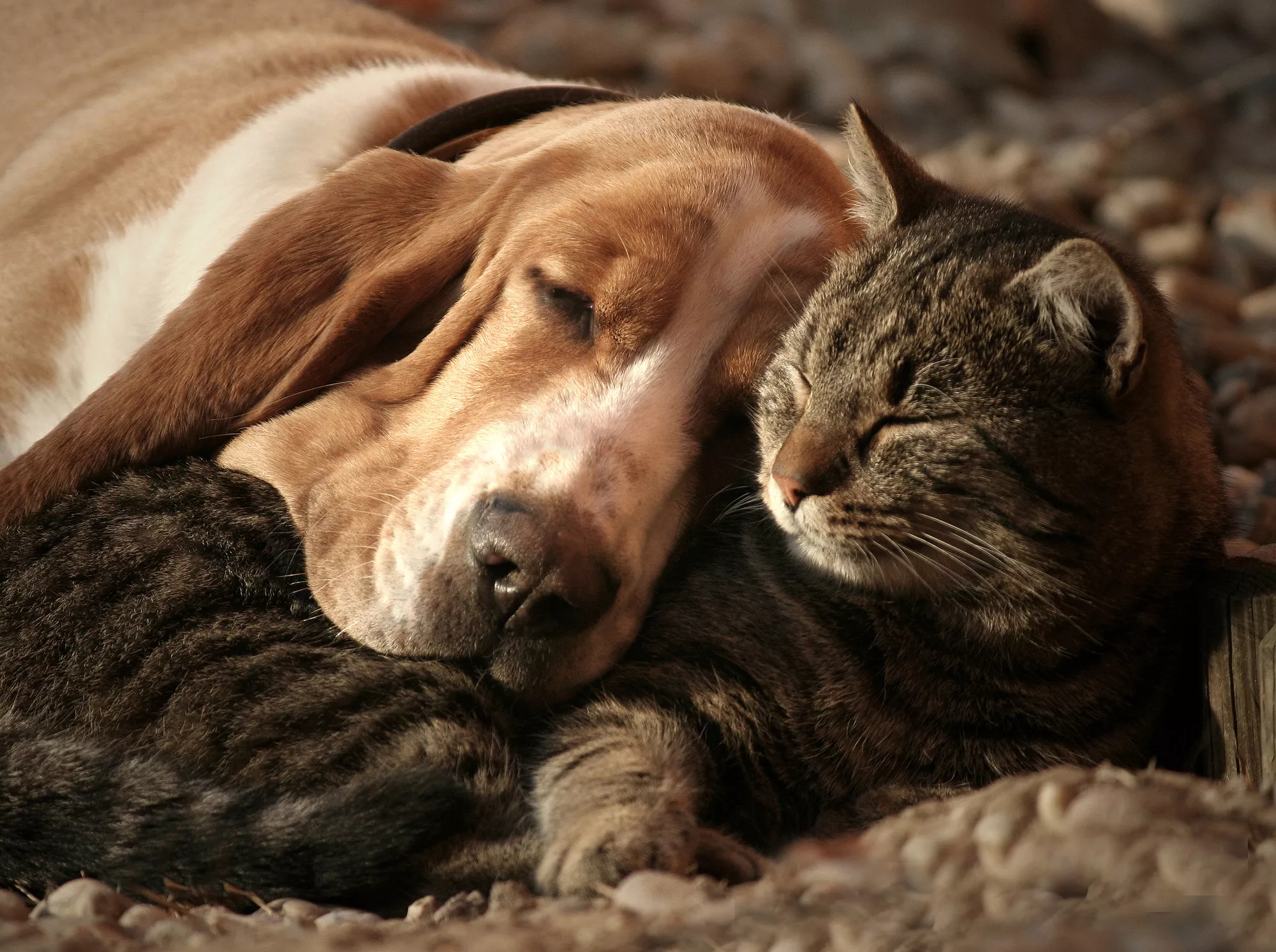 What to Consider Before Adopting Animals