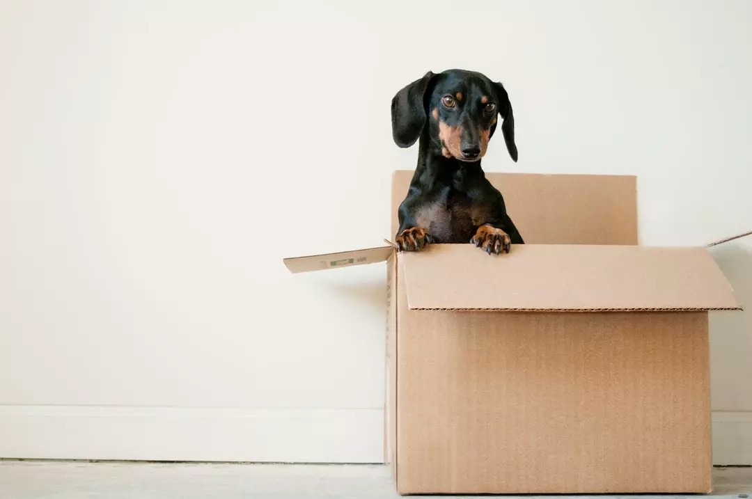 5 Reasons to Hire Movers for an Intrastate Move