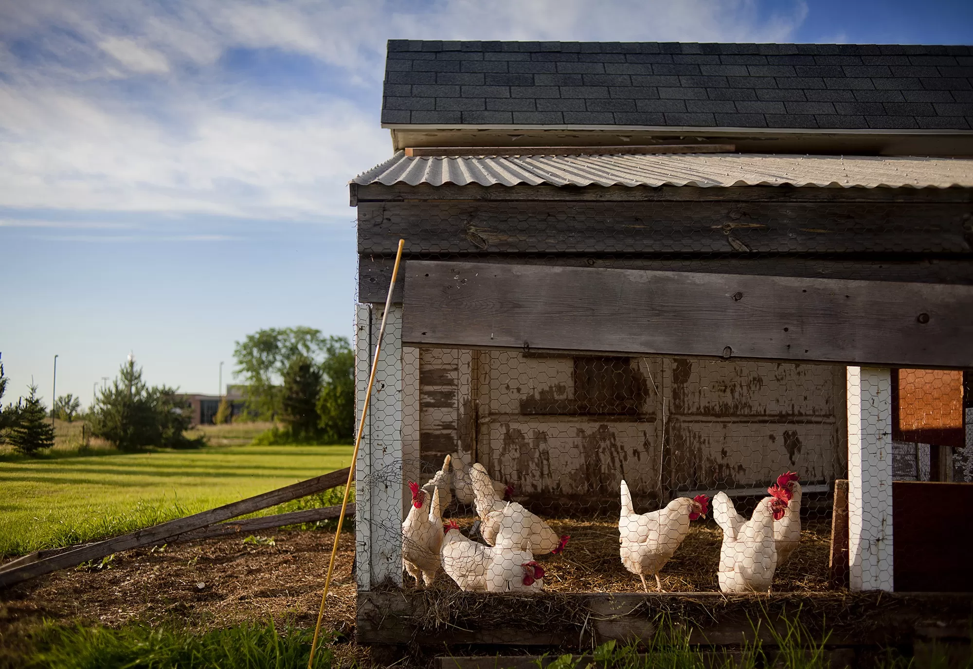 The Basics of Starting Your Own Chicken Coop