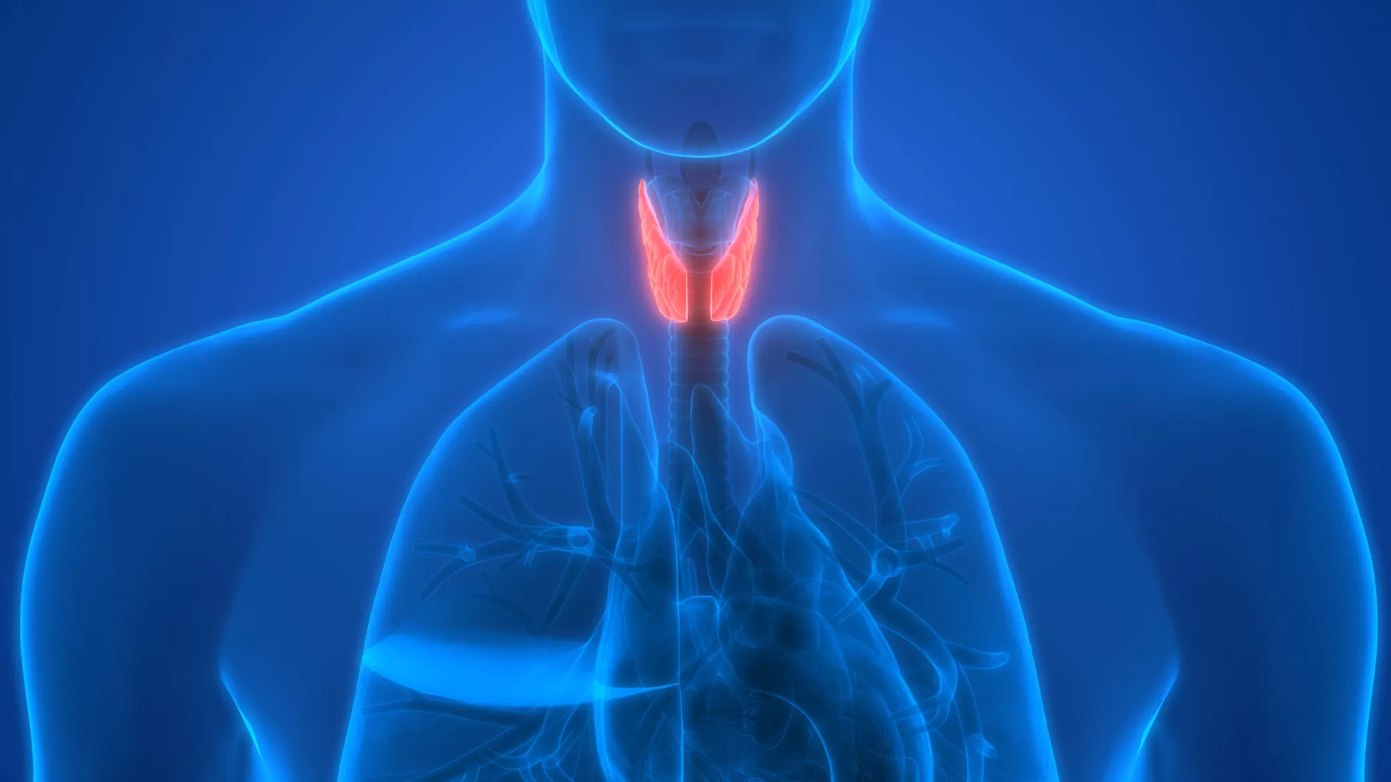 What Is the Treatment for Hashimoto’s Disease?