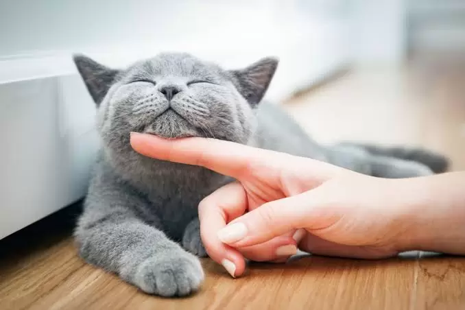 When to Seek Professional Assistance for Pet Mental Health