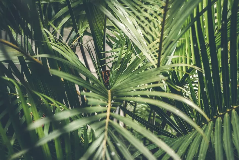 What Is Bactericide for Plants? A Guide