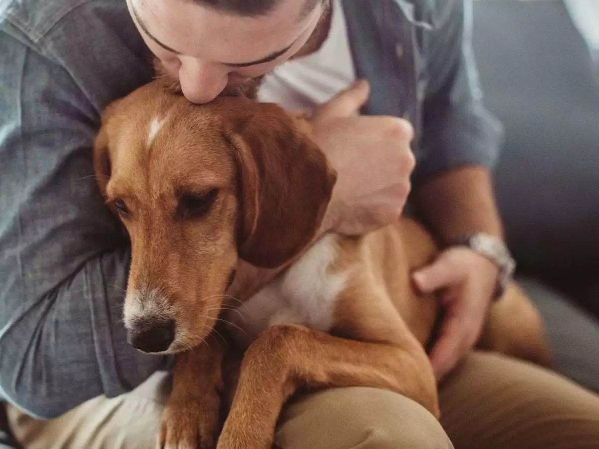 How Can Emotional Support Animals Benefit You