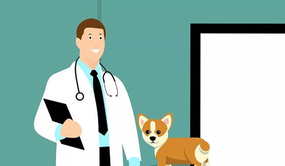 What to Look Out for When Choosing a Vet Clinic