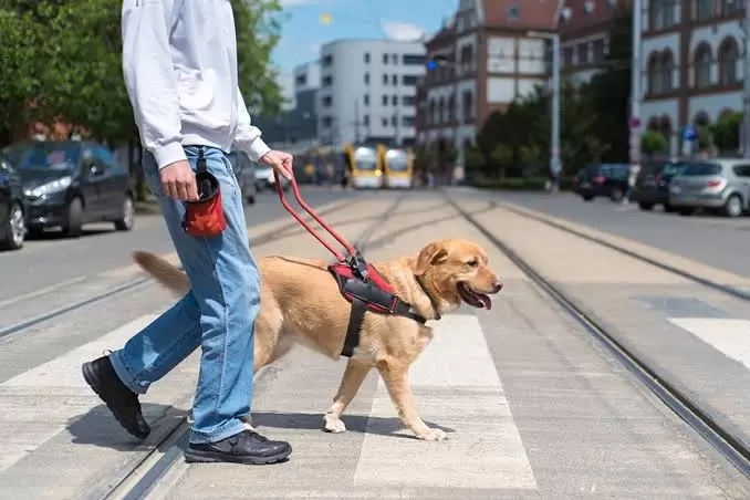 How Much Does Dog Training Cost? A Simple Guide